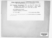 Coprinellus disseminatus image